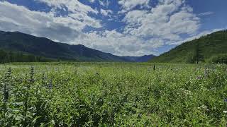 Sounds of nature Sounds of grasshoppers in an alpine meadow [upl. by Haceber]