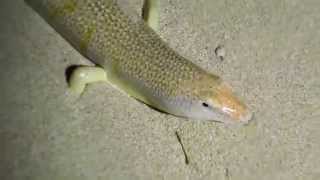 Night activity of a desert sandfish  skink [upl. by Eltsyek160]