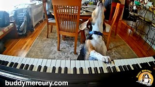 💘 My Furry Valentine 💘 Featuring Buddy Mercury Piano Dog [upl. by Ainesej]