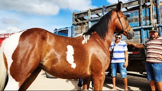 FEIRA DE CAVALOS EM CACHOEIRINHAPE 22022024 nordeste [upl. by Appolonia]