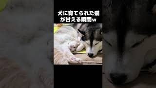 犬に育てられた猫が甘える瞬間こうなる猫 cat [upl. by Slaohcin529]