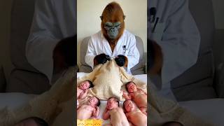 Doctor Monkey Treatment Many Babys Interesting Funny Video🔥funny trending shorts viral reels [upl. by Keefer]