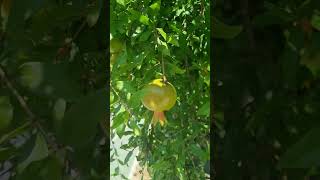 Melograno travel visitsicily automobile sicily nature fruit [upl. by Monica]