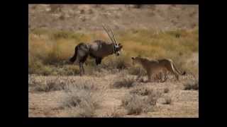 8 Löwen und ein Oryx [upl. by Efi]