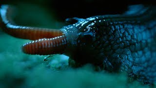 Rare Giant Snail Feasts On Earthworm  Wild New Zealand  BBC Earth [upl. by Verna578]