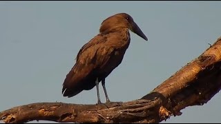 Hamerkop Scopus umbretta at African River Wildlife  mpalaliveorg  exploreorg [upl. by Ahsenahs]