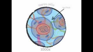 Genetics 101 Part 1 of 5 What are genes [upl. by Papageno]