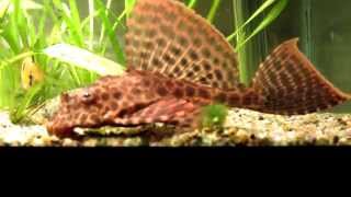 Leopard Sailfin plecostomus Pterygoplichthys gibbiceps high detail [upl. by Hamann]