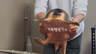 돼지코강거북  Pig nosed River Turtle [upl. by Anilrac]