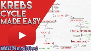 KREBS CYCLE MADE SIMPLE  TCA Cycle Carbohydrate Metabolism Made Easy [upl. by Seltzer971]