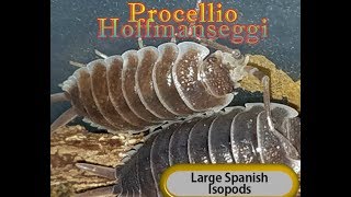 PORCELLIO HOFFMANSEGGI [upl. by Mcmath180]