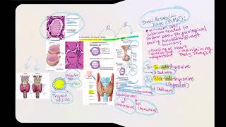 Lecture Video 9 Endocrine System [upl. by Tracy450]