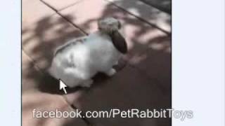 Mini Lop or Holland Lop Rabbit  Rabbit Types Series [upl. by Key]