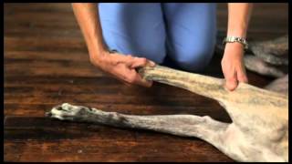 Video 6 Dog Physical Therapy Forelimb Pronation and Supination [upl. by Enilesor]