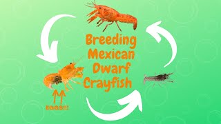 Crayfish Babies How to Breed Mexican Dwarf Crayfish [upl. by Eniluqcaj]