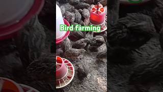 bird baterfarming bater ytshorts [upl. by Delamare725]