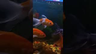 Goldfish shorts youtubeshorts viralvideo aquarium fish criaderodebettaygoldfishjavier [upl. by Hennie]