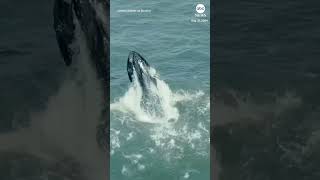 Humpback whale feasts close to shore [upl. by Akienom663]