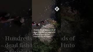 Thousands of dead fish blanket stream in Greece [upl. by Hteb73]