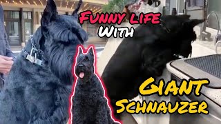 GIANT SCHNAUZER  Funny Life With GIANT SCHNAUZER  2024 [upl. by Ring]