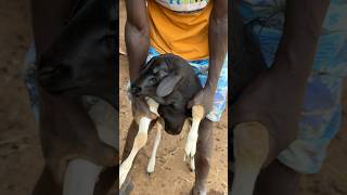 Sheep treatment ratzonfarm animals viralvideo [upl. by Onej814]