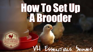 Essential Tips For Setting Up Your Brooder [upl. by Tierza232]