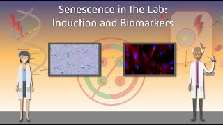 Senescence in the Lab Induction and Biomarkers [upl. by Pontias]