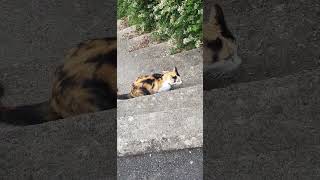 Sick Cat Poisoned by a toxic Butterfly is trying to Vomit 😵 [upl. by Attiuqaj807]