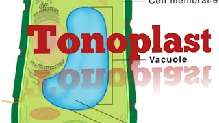 Tonoplast and its function [upl. by Eneleuqcaj763]