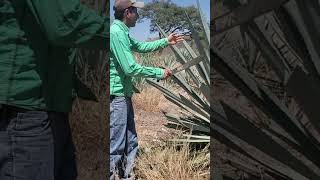 Costos Inesperados en agave Desgaste del vehículo shortvideo [upl. by Imiaj]