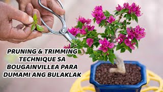 Pruning amp Trimming sa bougainvillea para dumami ang bulaklak  Bougainvillea Care  Flowering Tips [upl. by Dowell]