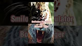 Smilodon Populator vs Bornean Tiger paleontology paleo tiger animals 1v1 shorts fyp smilodon [upl. by Raskin4]