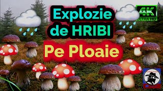 Hribi 🍄 pe PLOAIE 🌧️ Explozie de HRIBI boletus EDULIS și boletus PINOPHILUS Apuseni 🌲🌲🌲 [upl. by Erreip210]