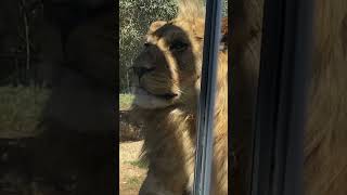 Werribee Open Range Zoo  melbournezoo victoria adventure lion lionking australia [upl. by Cirde]