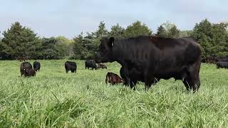 Rotational Grazing Green Grass Healthy Cattle Clean Streams [upl. by Evilo]