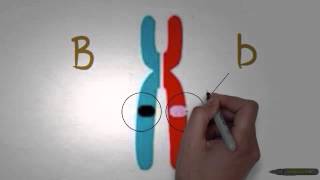 Asap Biology  Episode 1  Genes and Alleles [upl. by Maxey]