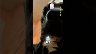 Scary Jokes😱SUB🔗SHARE shorts trending short funny comedy dog gaming [upl. by Ahsetra310]