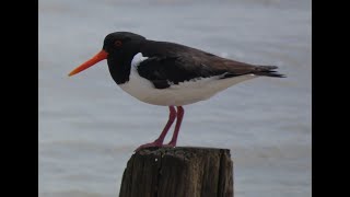 An Oystercatcher Story [upl. by Malca]