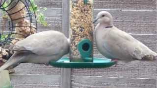 Ring Necked Doves feeding [upl. by Ddene220]