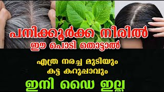 70 തിലും മുടി നരക്കില്ല ഈ ഇല തൊട്ടാൽ hair care Bhringrajmedicil plant poppy vlogsmalayalam [upl. by Aubrette]