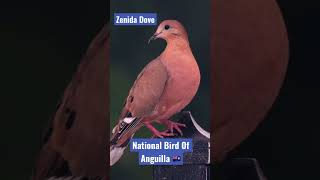 National Bird of Anguilla 🇦🇮 Zenida Dove [upl. by Revert]