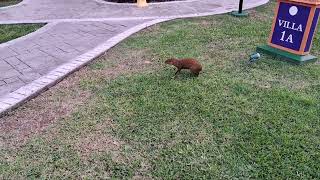 Bahia Principe grand Coba Mexico Riviera Maya Capybara Capybara at Bahia Principe grand Coba [upl. by Hisbe]