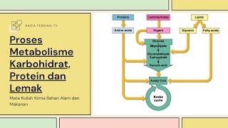 Pembahasan Singkat Proses Metabolisme Karbohidrat Protein dan Lemak [upl. by Aioj]