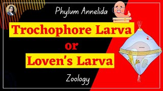 Trochophore larva or Lovens Larva II Phylum Annelida II Zoology [upl. by Eirolam272]