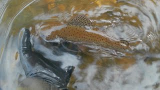 Wild Trout Fishing First Trip of 2024 Lower Mokelumne River [upl. by Barimah]