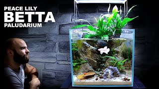 Peace Lily Betta Paludarium  Aquarium  Aquaterrarium Aquascape Tutorial [upl. by Ejroj]