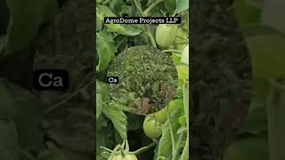 Tomato and capsicum cultivation in Wire rope Flat Roof Shade Net house Agrodome Projects LLP [upl. by Rosamond]