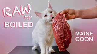 Maine Coon Cat tries Black angus steak RAW or BOILED [upl. by Ayarahs]