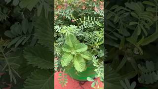 பேர் கெட்டதுதான் மிச்சம் 😤Kesavardhini in home gardennaturehealthylivingshorts [upl. by Nwadal]