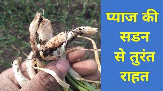 pyaj ki jad ki dawai  damping off seedlings  प्याज में पीलापन की दवा  damping off of onion [upl. by Harbard86]